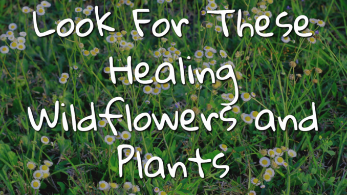 look for healing dandelions